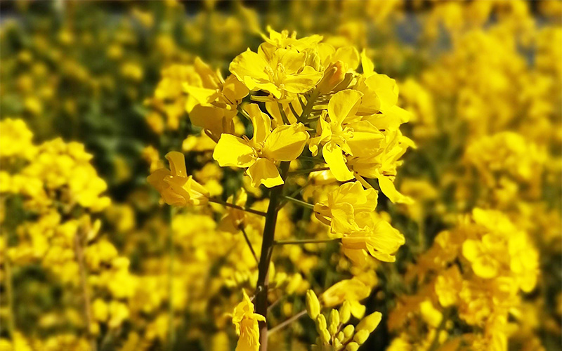 菜の花の写真